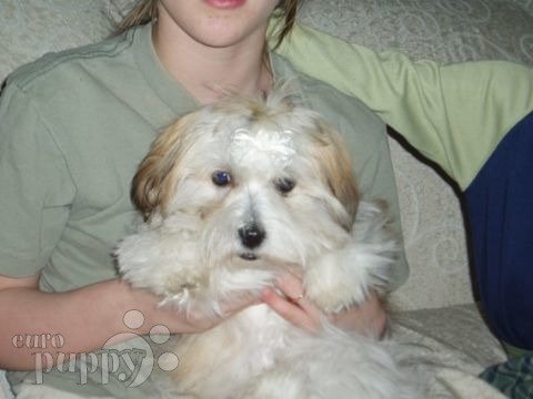 Phoebe - Coton de Tulear, Euro Puppy review from United States