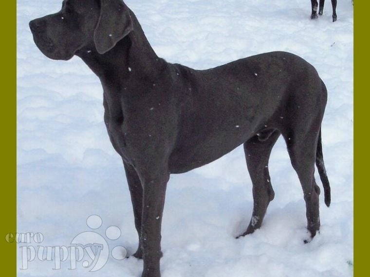 Angelus - Great Dane, Euro Puppy review from United States