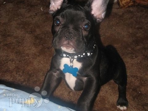Black Pearl - French Bulldog, Euro Puppy review from United States