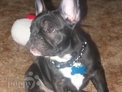 Black Pearl - Französische Bulldogge, Euro Puppy review from United States