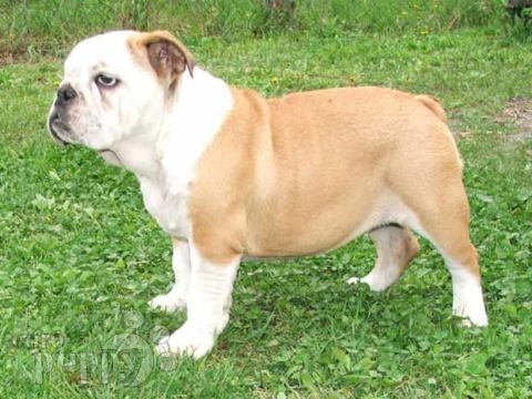 Bella - Bulldogge, Euro Puppy review from United States