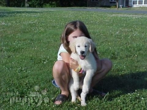 Montgomery - Golden Retriever, Euro Puppy Referenzen aus United States