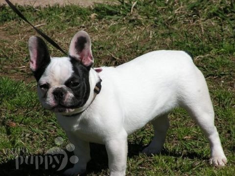 Blanche - Französische Bulldogge, Euro Puppy Referenzen aus United States
