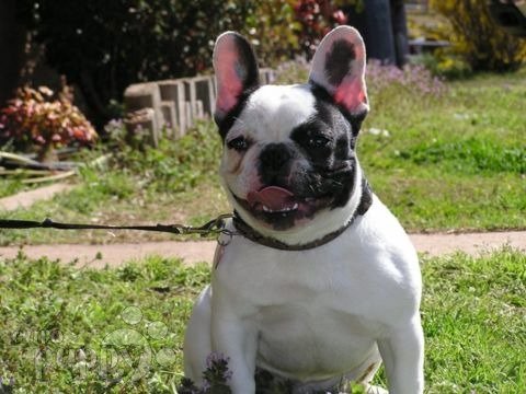 Blanche - French Bulldog, Euro Puppy review from United States
