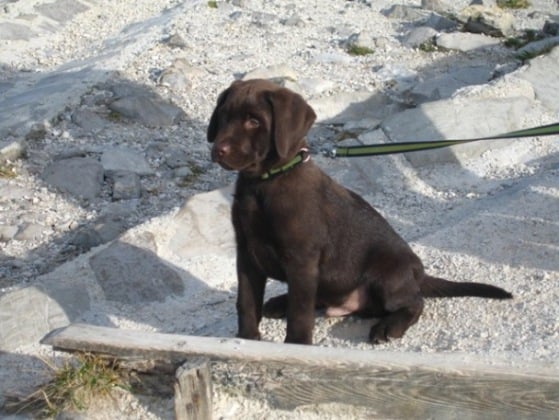 Laith - Labrador Retriever, Euro Puppy Referenzen aus Germany