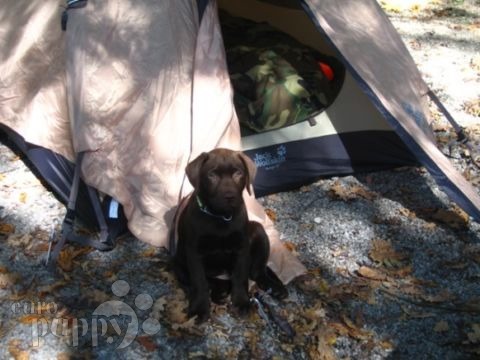 Laith - Labrador Retriever, Euro Puppy Referenzen aus Germany