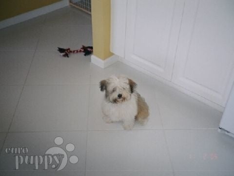 Sammi - Havanese, Euro Puppy review from United States
