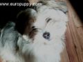 Bacchus - Havaneser, Euro Puppy review from United States