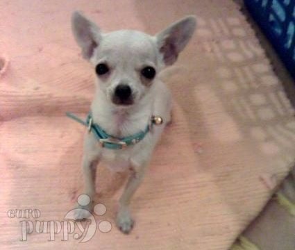 Bonsai - Chihuahua, Euro Puppy review from Bahrain