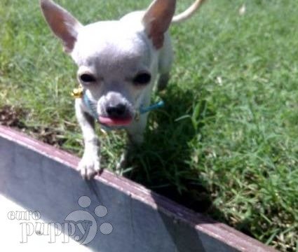 Bonsai - Chihuahua, Referencias de Euro Puppy desde Bahrain