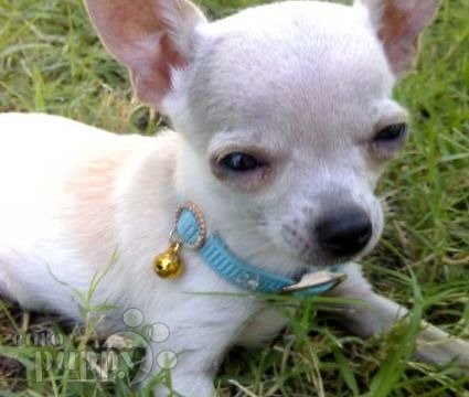 Bonsai - Chihuahua, Referencias de Euro Puppy desde Bahrain