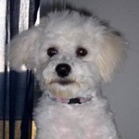 Shelly - Bichon Frise, Euro Puppy Referenzen aus Germany