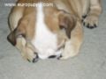 Gummi Bear - Bulldogge, Euro Puppy review from United States