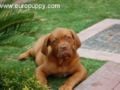 Brenda - Dogue de Bordeaux, Euro Puppy review from United Arab Emirates