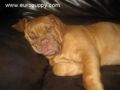 Dexter - Dogue de Bordeaux, Euro Puppy review from United States