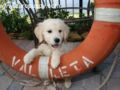 Zoe - Golden Retriever, Euro Puppy review from United States