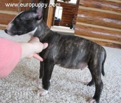 Mario - Bull Terrier Miniatura, Euro Puppy review from United States