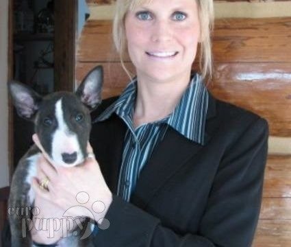 Mario - Miniature Bullterrier, Euro Puppy review from United States