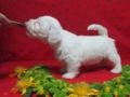 Sealyham Terrier cachorro en venta