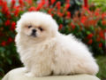Pekinese puppy