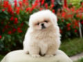 Pekingese puppy