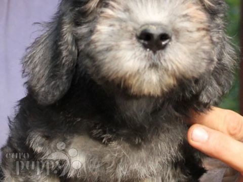 Dandie Dinmont Terrier puppy for sale