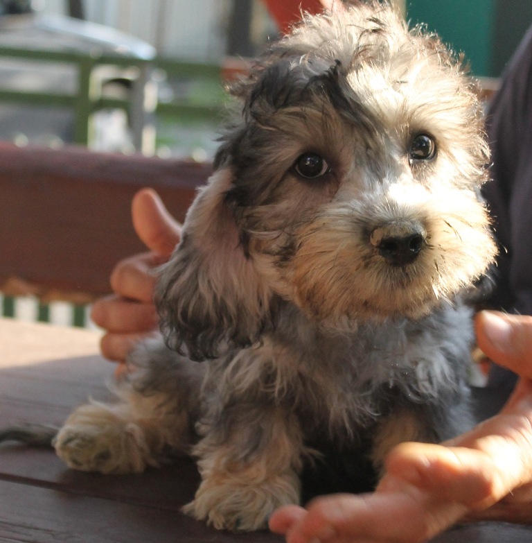 Chad Dandie Dinmont Terrier Puppy for sale Euro Puppy