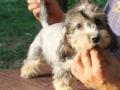 Dandie Dinmont Terrier puppy