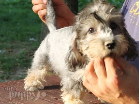 Dandie Dinmont Terrier puppy