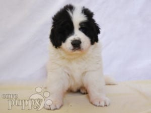 Bucovina Shepherd puppy for sale