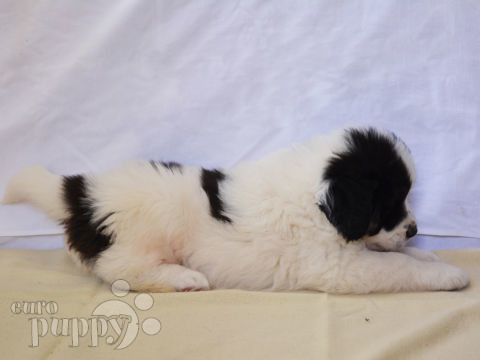 Bucovina Shepherd puppy
