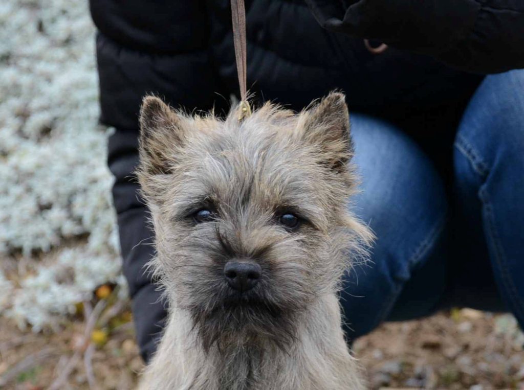 is the pumi legal in trinidad and tobago