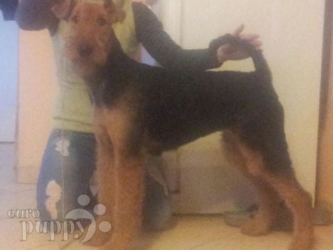 Airedale Terrier puppy