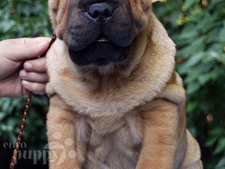 Shar-Pei puppy