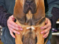 Bloodhound Welpen