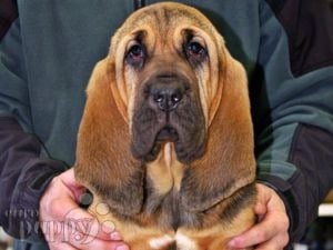 Bloodhound cachorro en venta