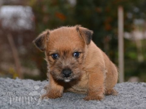 Terrier de Norwich cachorro en venta