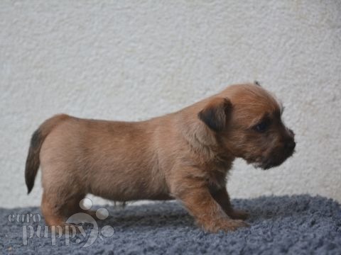 Terrier de Norwich cachorro en venta