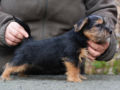Terrier de Norwich puppy