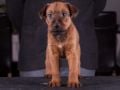 Irish Terrier welpen kaufen