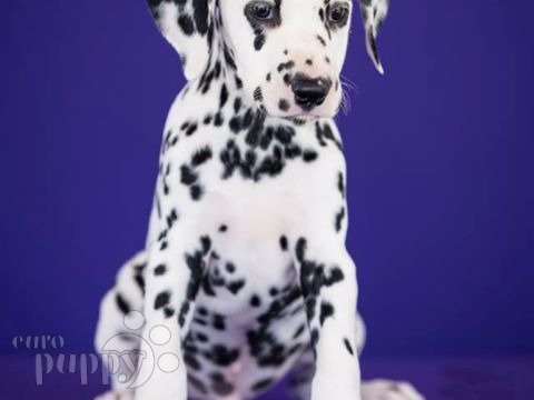 Dalmatian puppy for sale