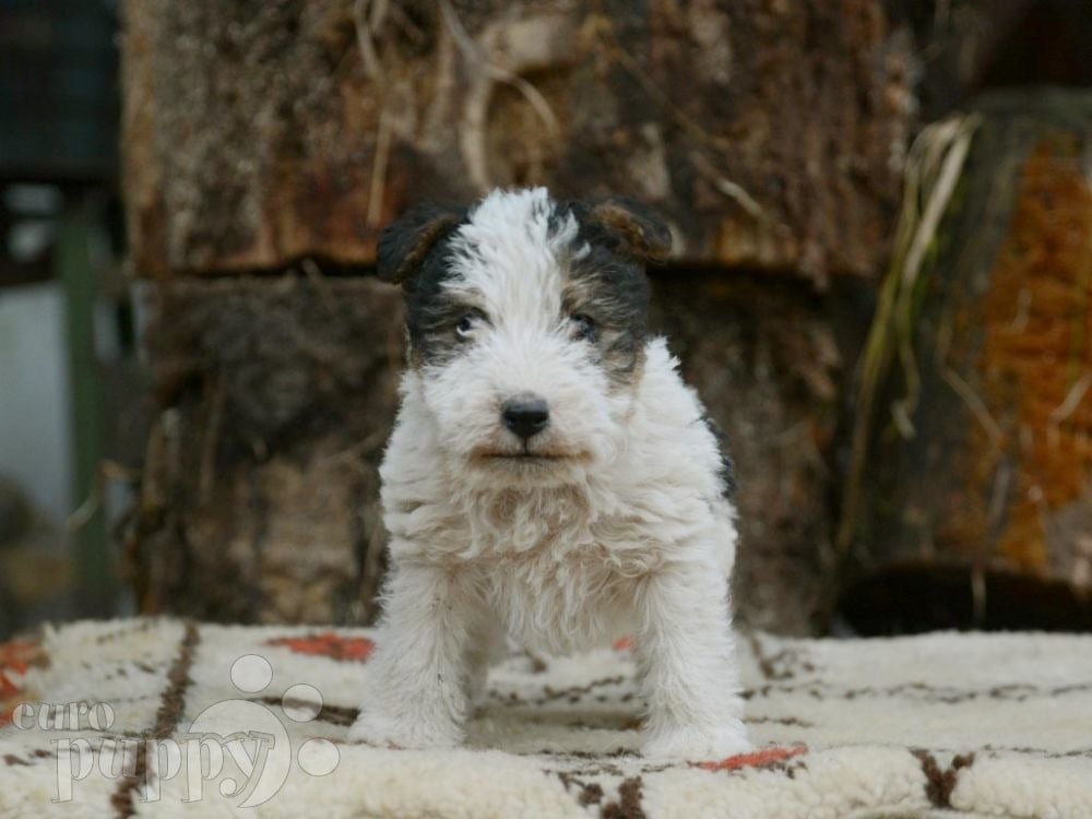 Wirehaired fox terrier sales puppies for sale