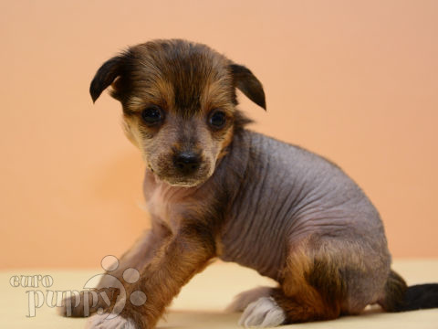 Chinesischer Schopfhund puppy