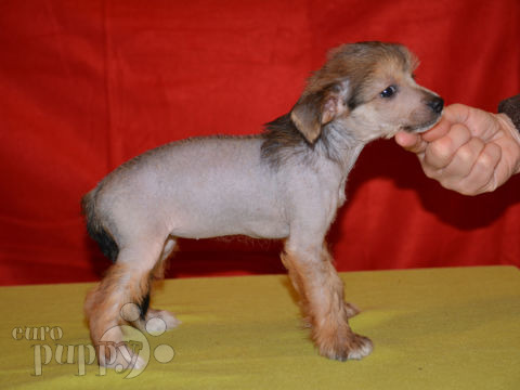 Chinese Crested puppy