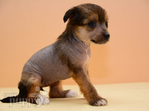 Chinese Crested puppy