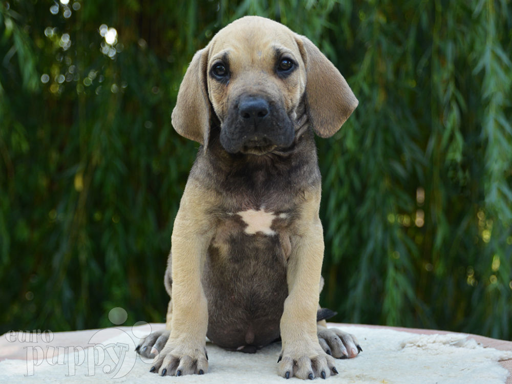 geestelijke Toegeven Grote hoeveelheid Tobias - Fila Brasileiro Puppy for sale | Euro Puppy