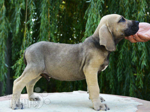 Fila Brasileiro puppy for sale
