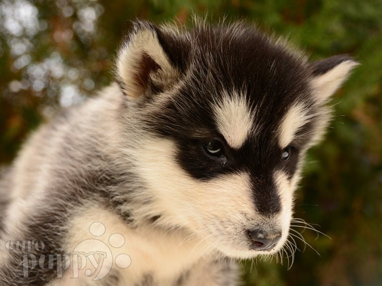 Alaskan Malamute puppy