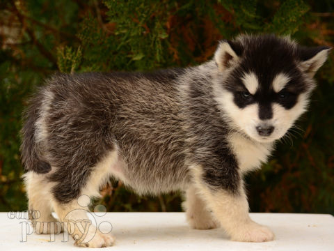 Alaskan Malamute cachorro en venta