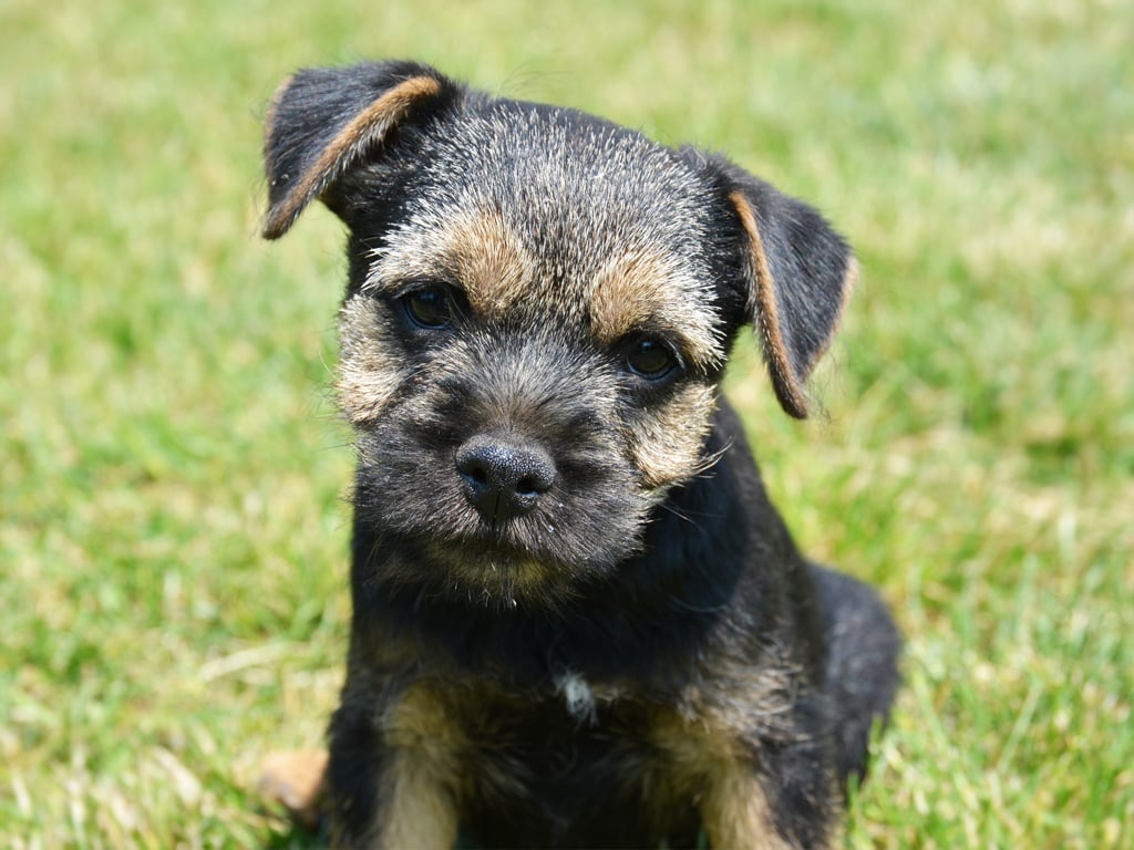 Blue and tan border terrier puppies for sales sale